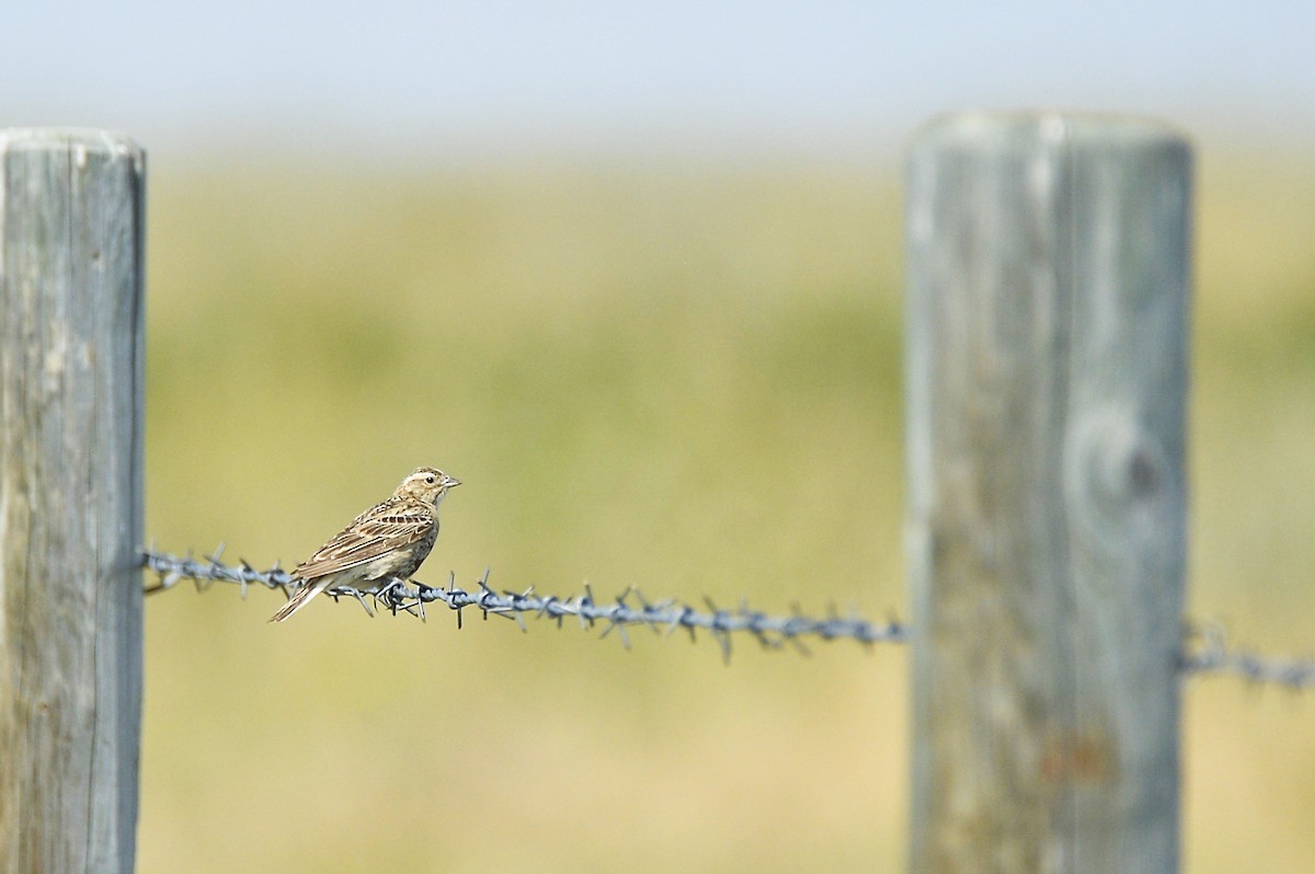 Chestnut-collared Longspur - ML622098889