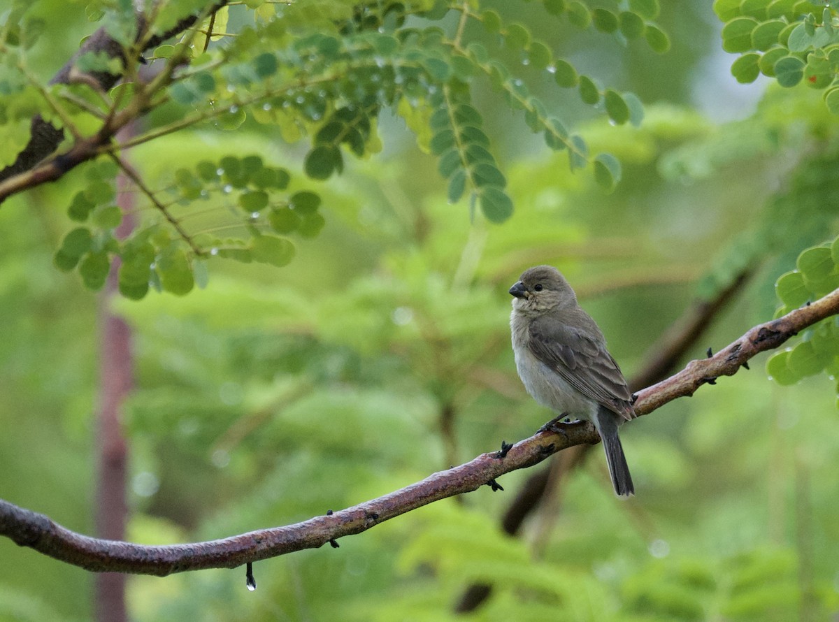 Plumbeous Seedeater - ML622098893