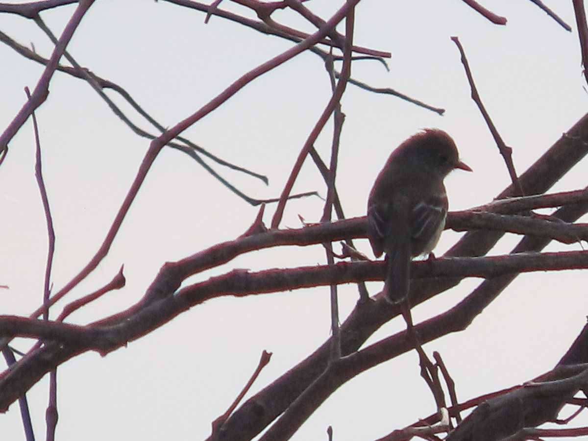 Least Flycatcher - ML622098894