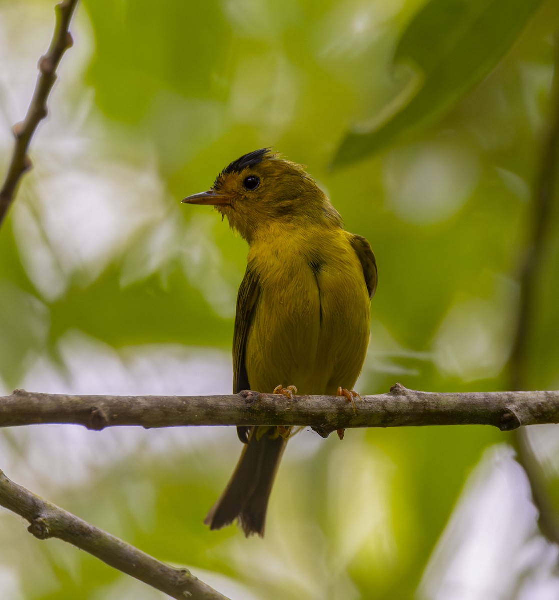 Wilson's Warbler - ML622098895