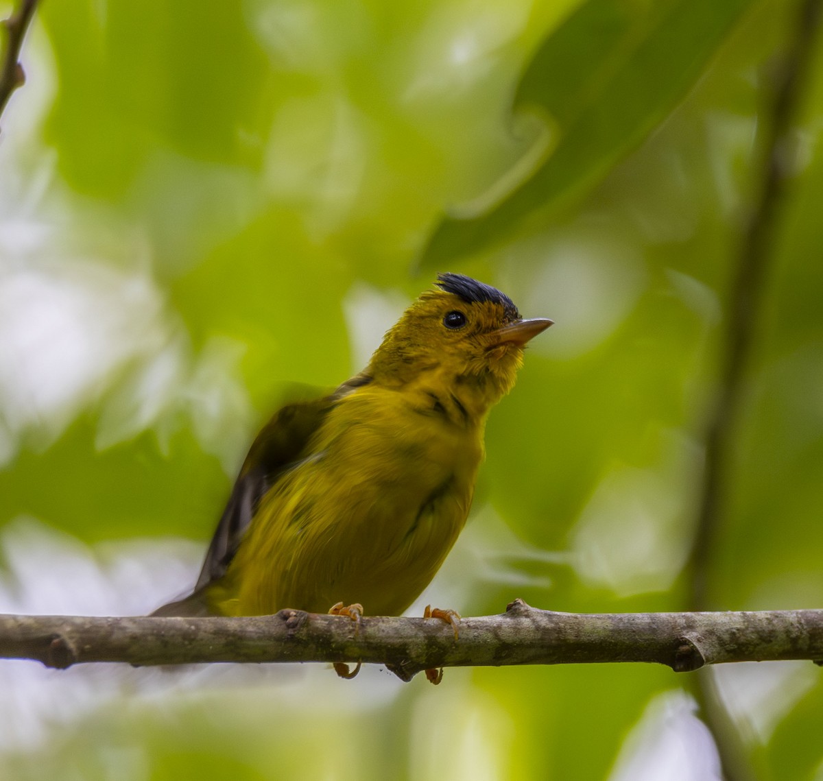 Wilson's Warbler - ML622098896