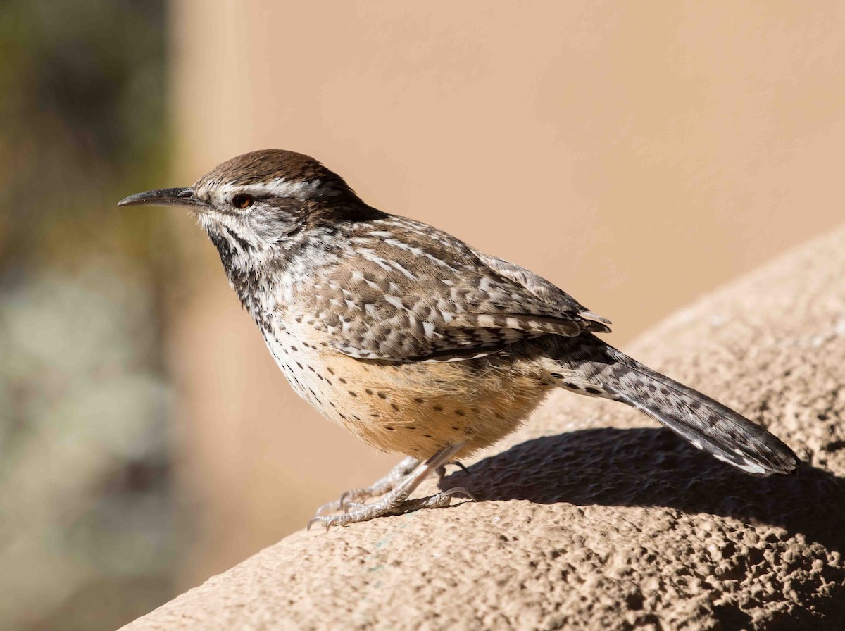 Cactus Wren - ML622098897