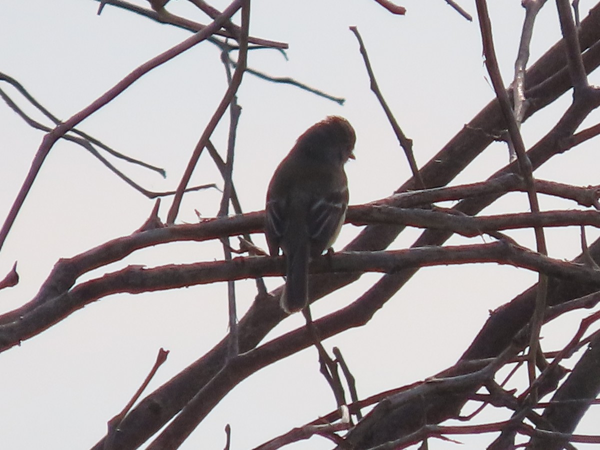 Least Flycatcher - ML622098899