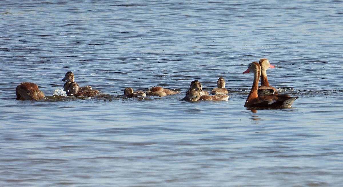 Black-bellied Whistling-Duck - ML622098900