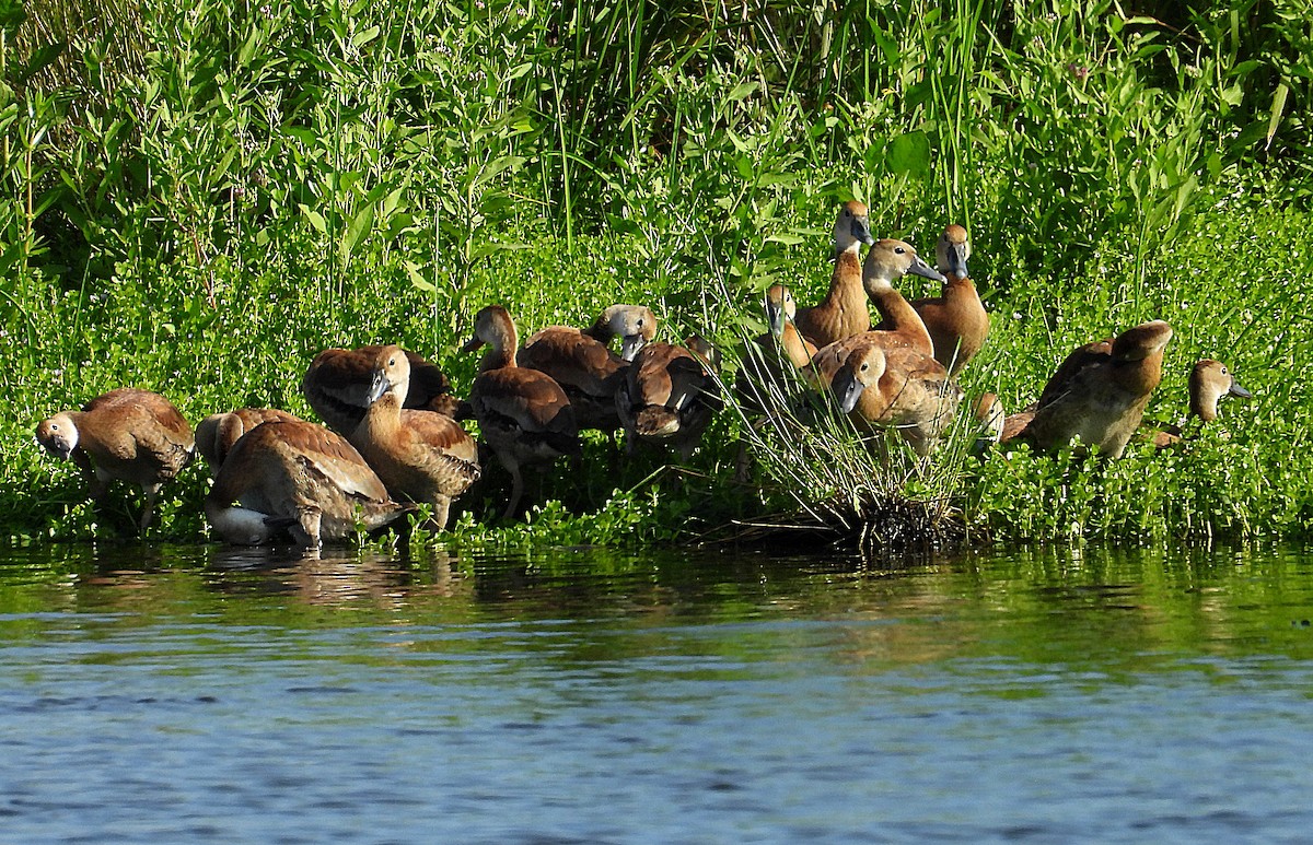 Black-bellied Whistling-Duck - ML622098903