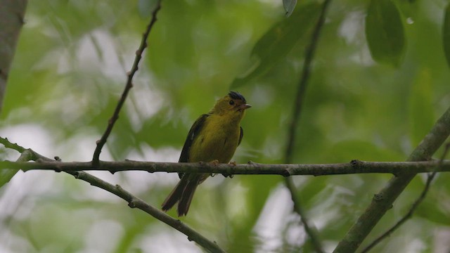 Wilson's Warbler - ML622098904