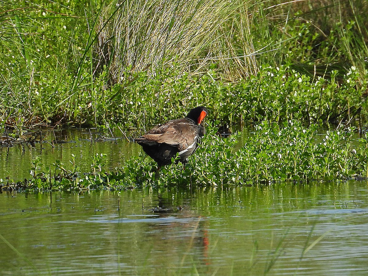 Common Gallinule - ML622098905