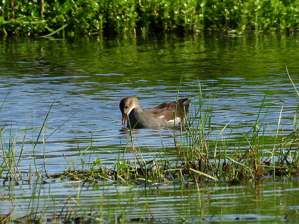 Common Gallinule - ML622098906