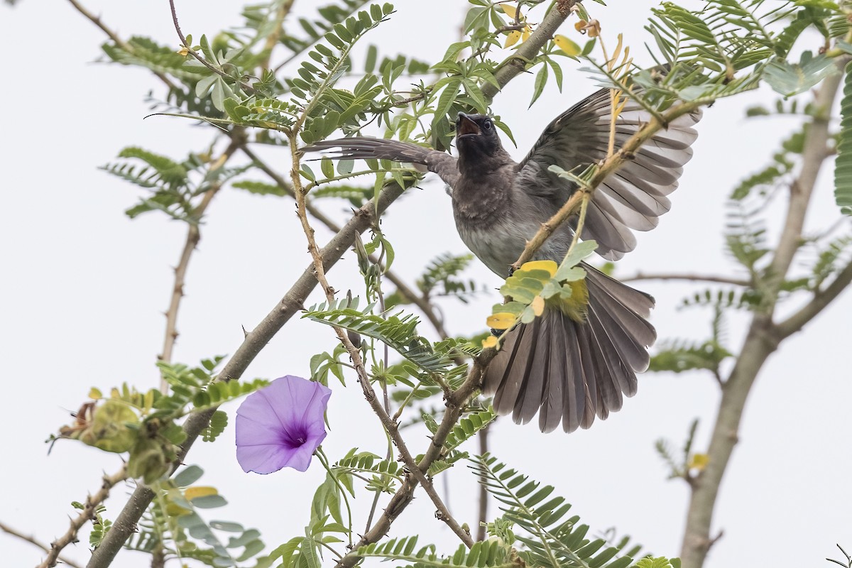 Common Bulbul - ML622098907