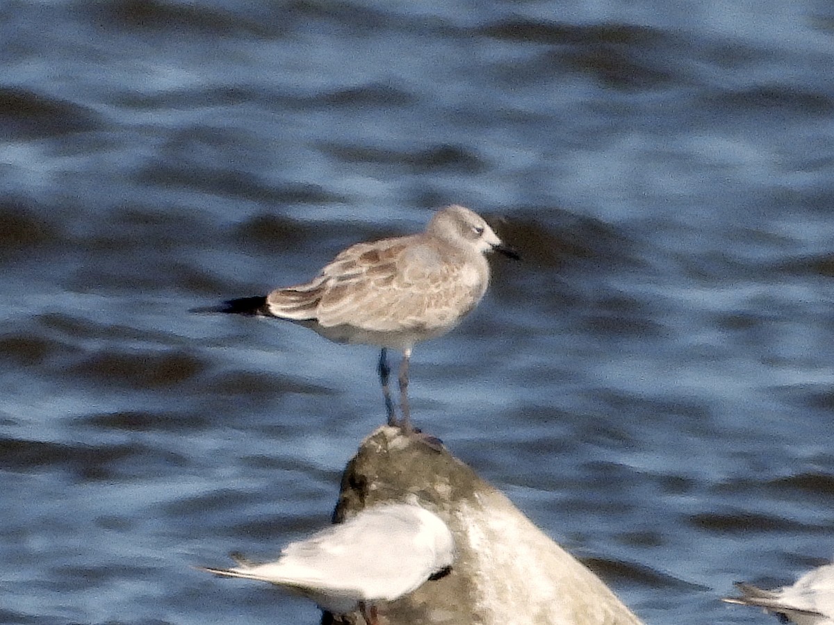 Laughing Gull - ML622098908