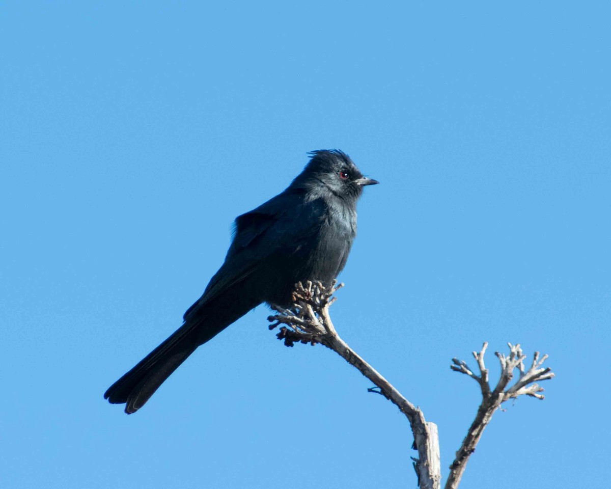 Phainopepla - Anthony Kaduck