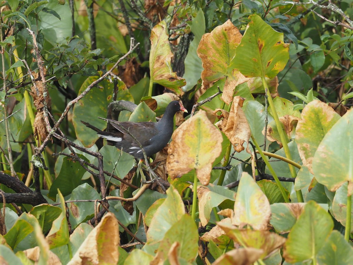 Common Gallinule - ML622098910