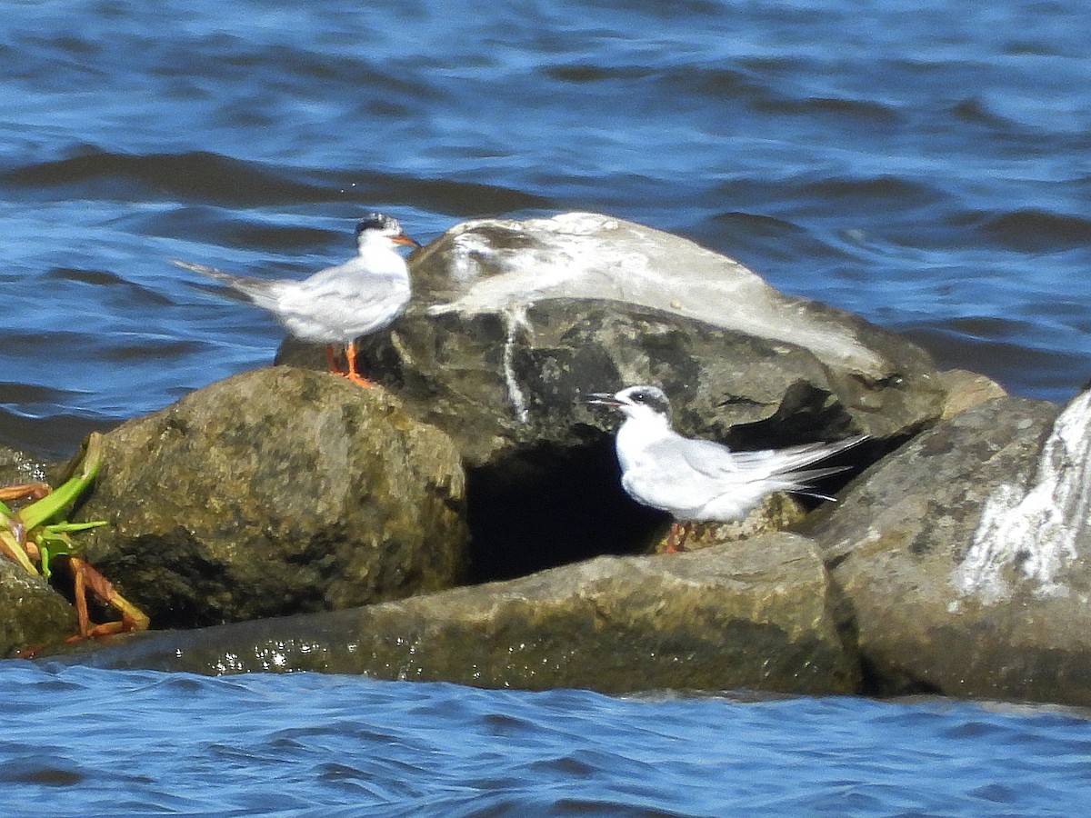 Forster's Tern - ML622098911