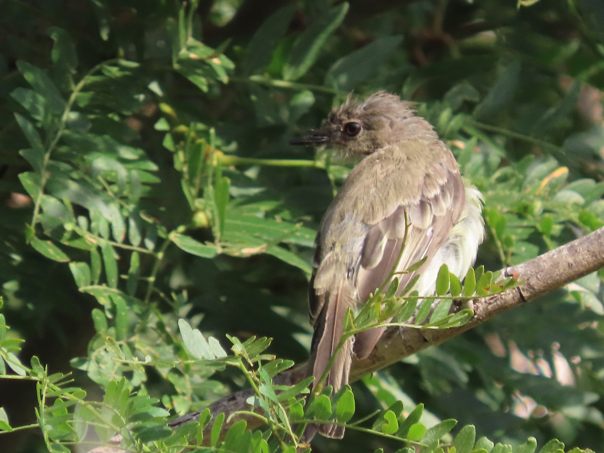 Eastern Phoebe - ML622098913