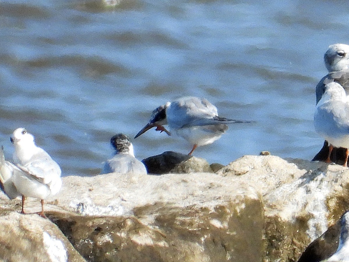 Common Tern - ML622098914