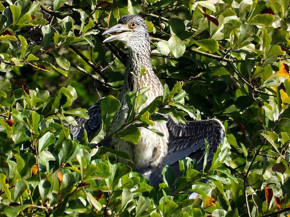 Yellow-crowned Night Heron - ML622098916