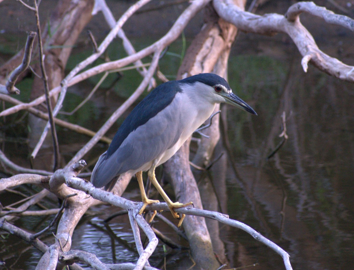 Black-crowned Night Heron - ML622098917