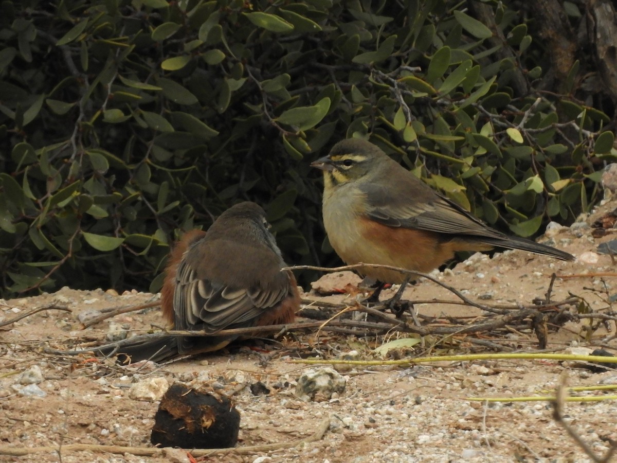 Rufous-sided Warbling Finch - ML622098919