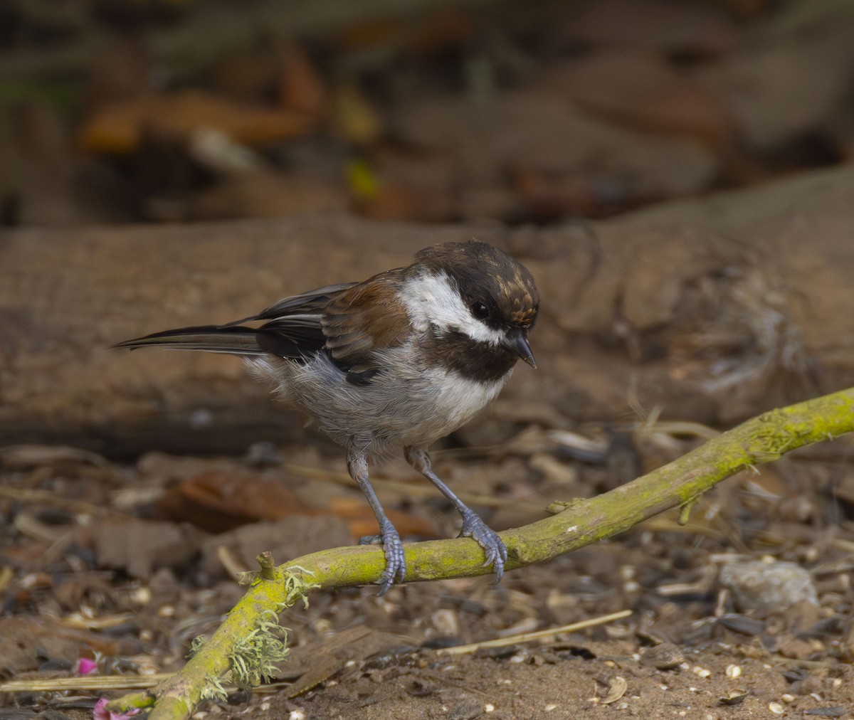 Chestnut-backed Chickadee - Roger Uzun