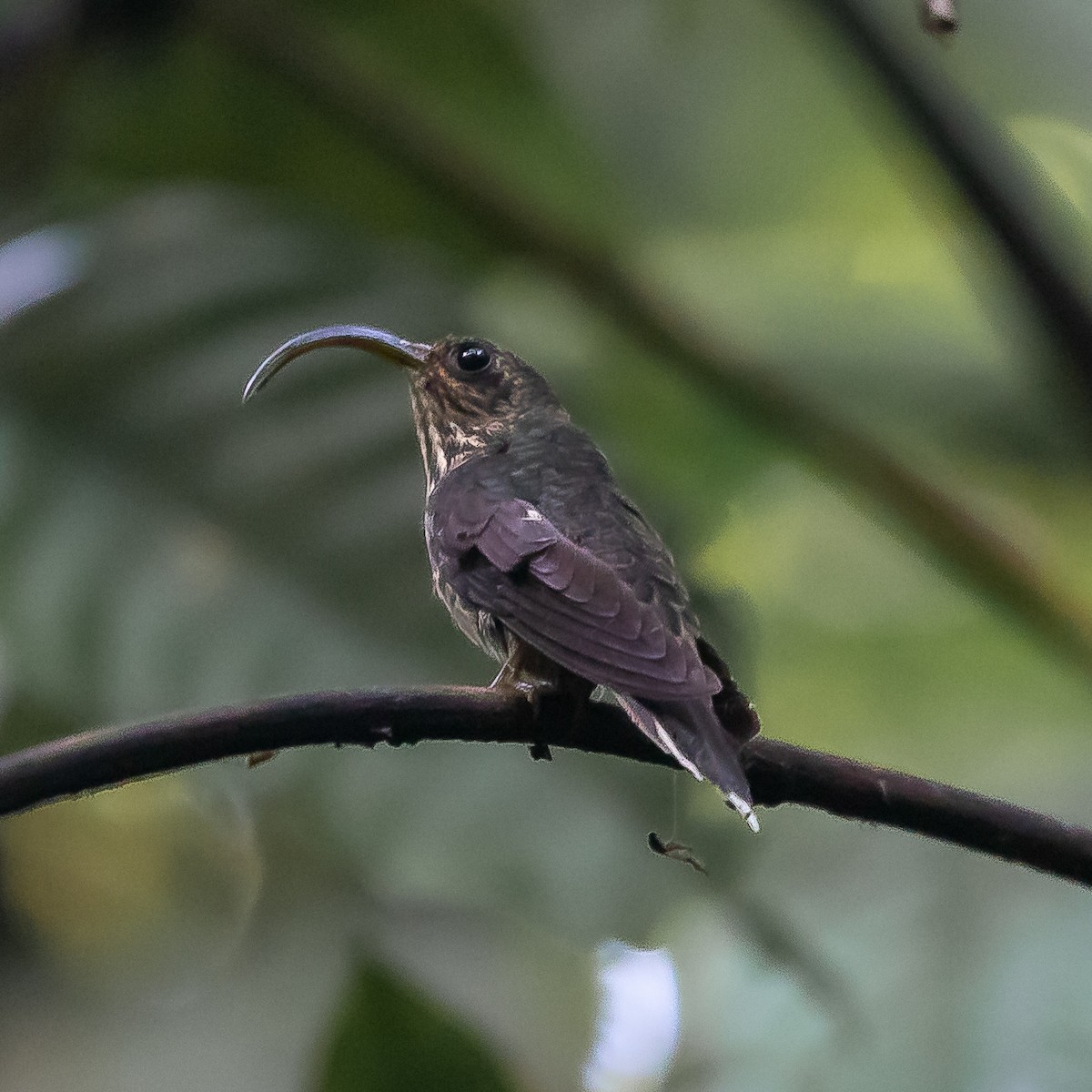 White-tipped Sicklebill - ML622099048