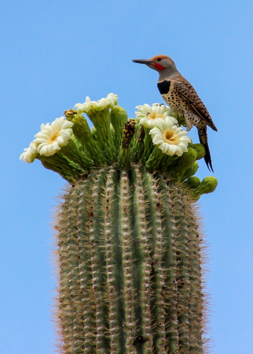 Gilded Flicker - ML622099056