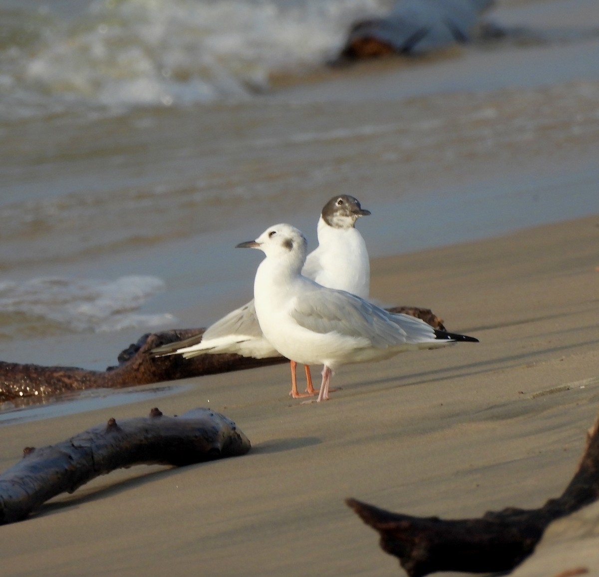 Bonaparte's Gull - William McClellan