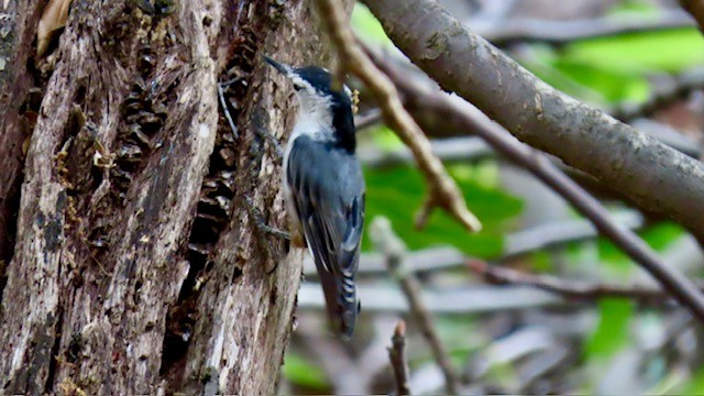 White-breasted Nuthatch - Bert Alm