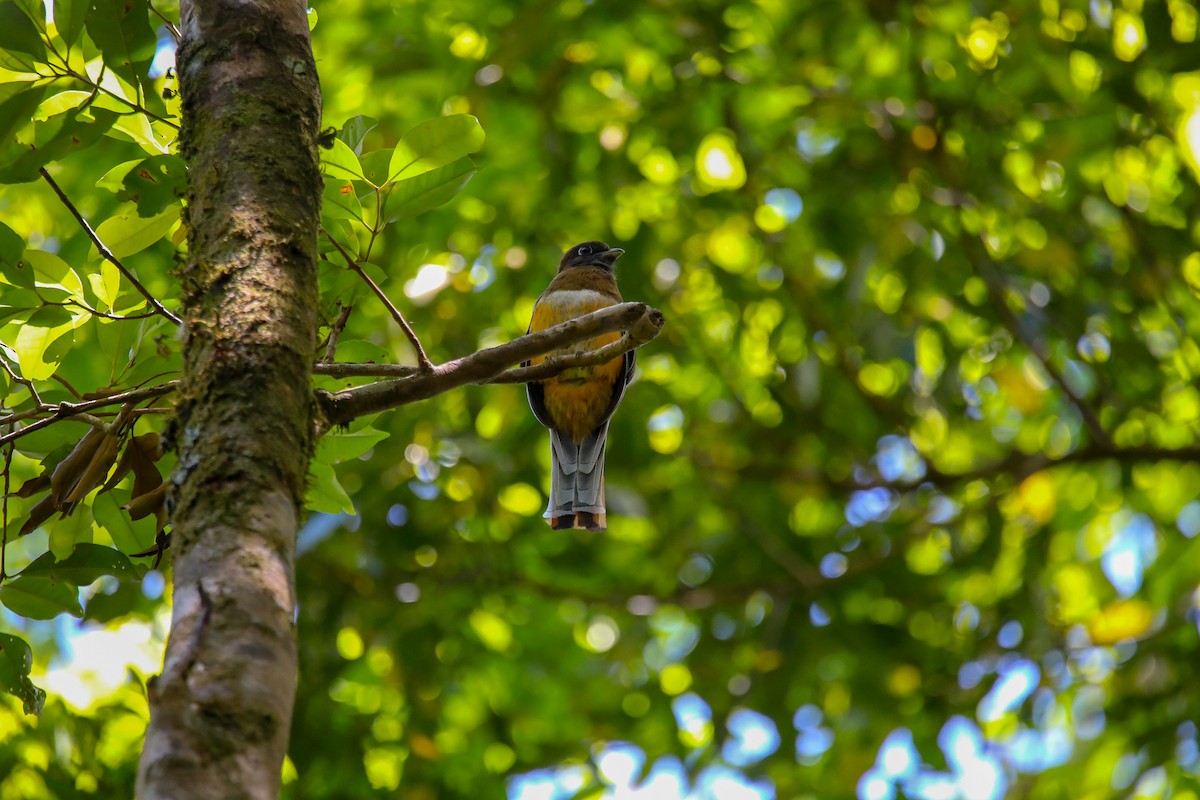 Jungferntrogon - ML622099076