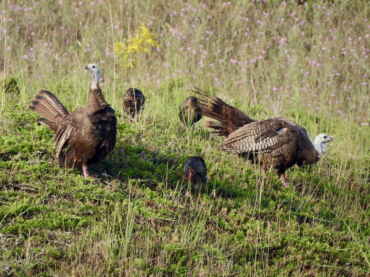 Wild Turkey - ML622099094