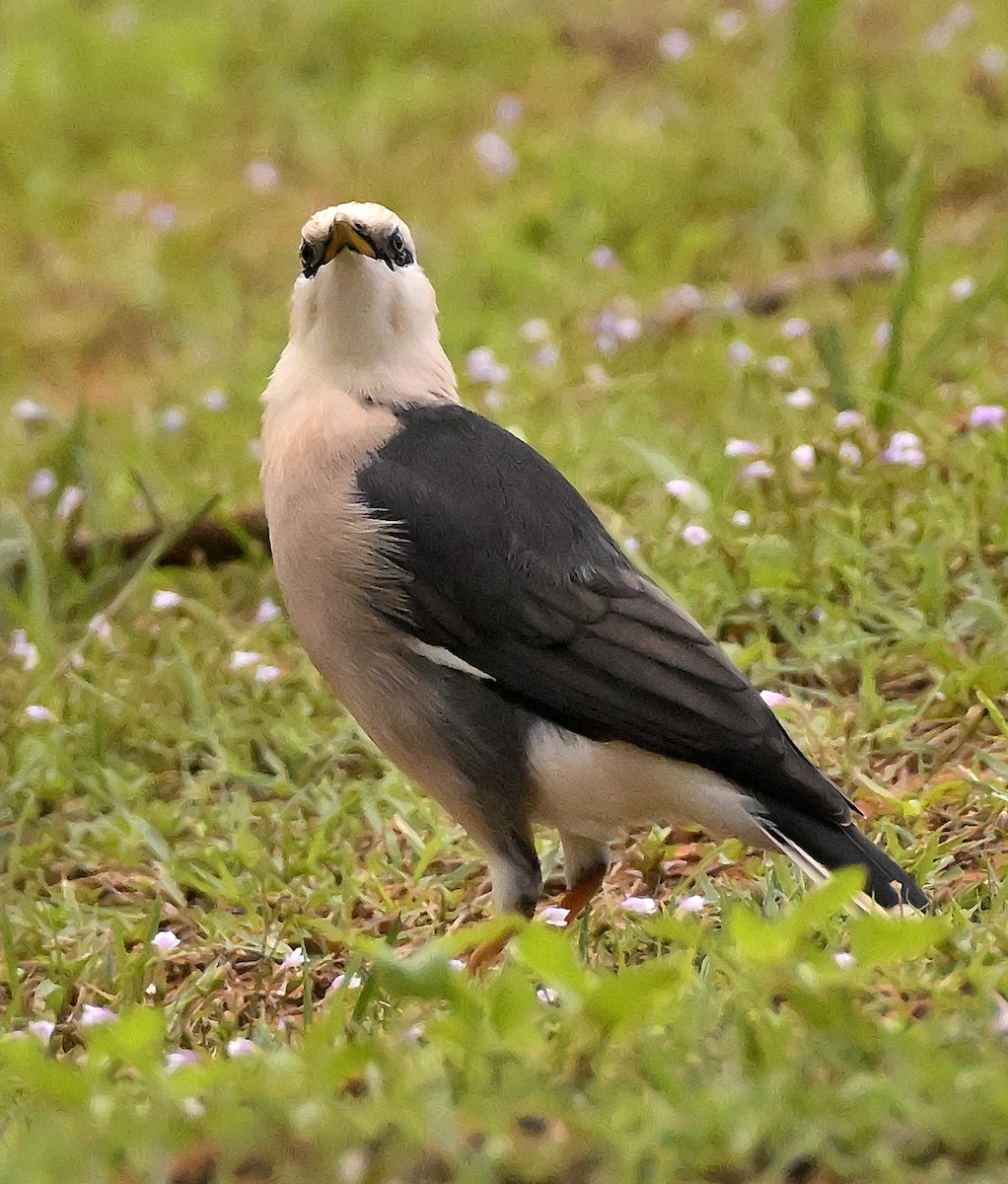 Vinous-breasted Myna - ML622099103