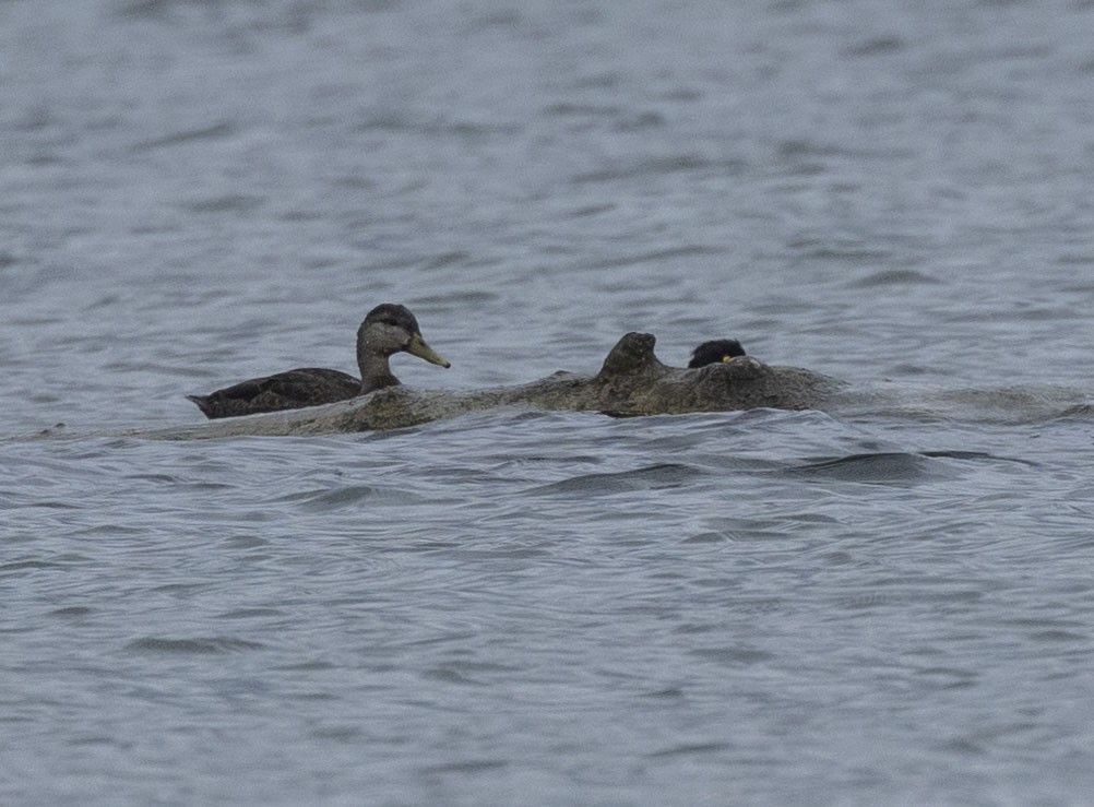 American Black Duck - ML622099110