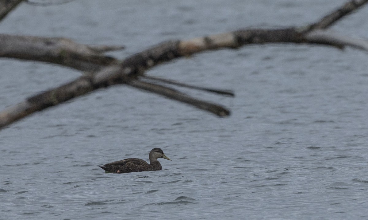 American Black Duck - ML622099119