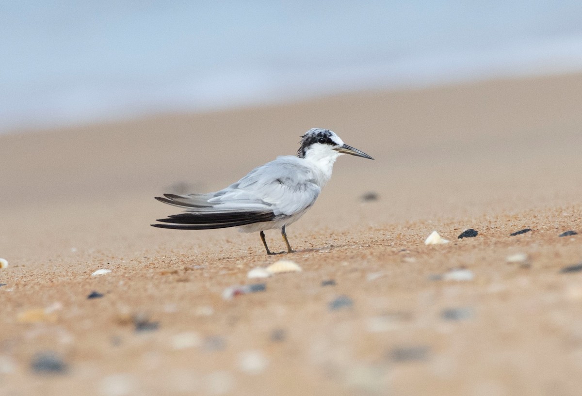 Saunders's Tern - ML622099133