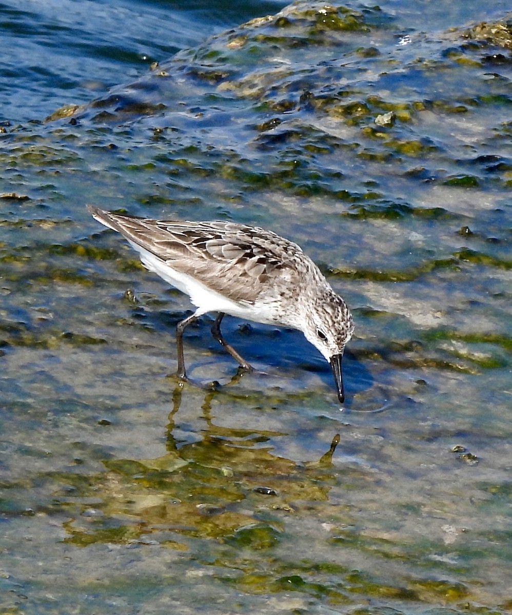 Semipalmated Sandpiper - ML622099138