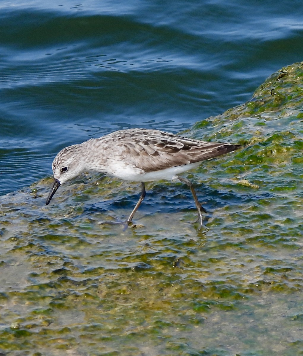 Semipalmated Sandpiper - ML622099139