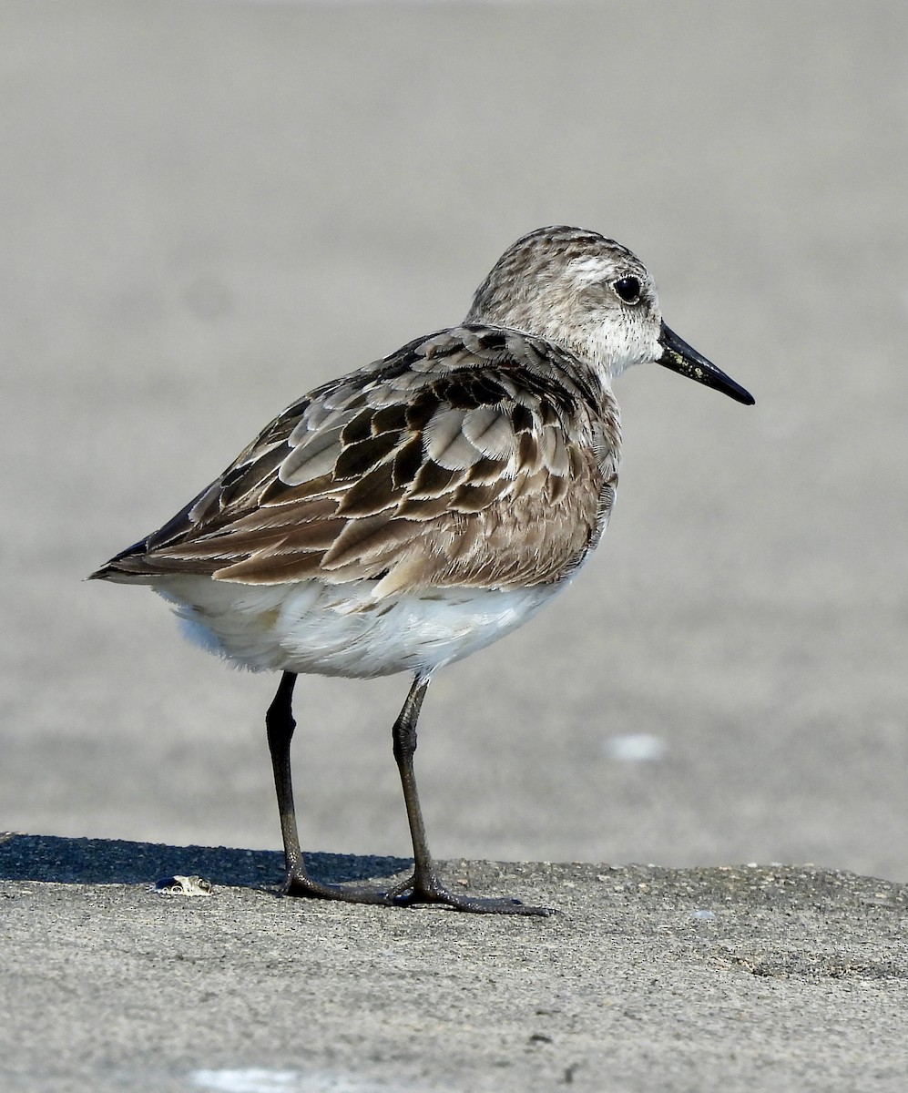 Semipalmated Sandpiper - ML622099140