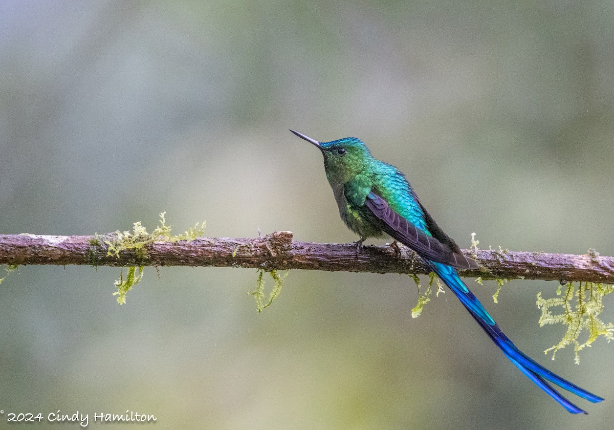 Long-tailed Sylph - ML622099143