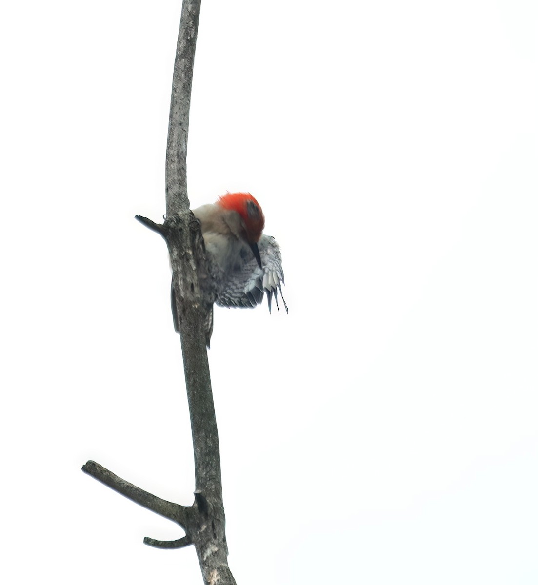 Red-bellied Woodpecker - ML622099146