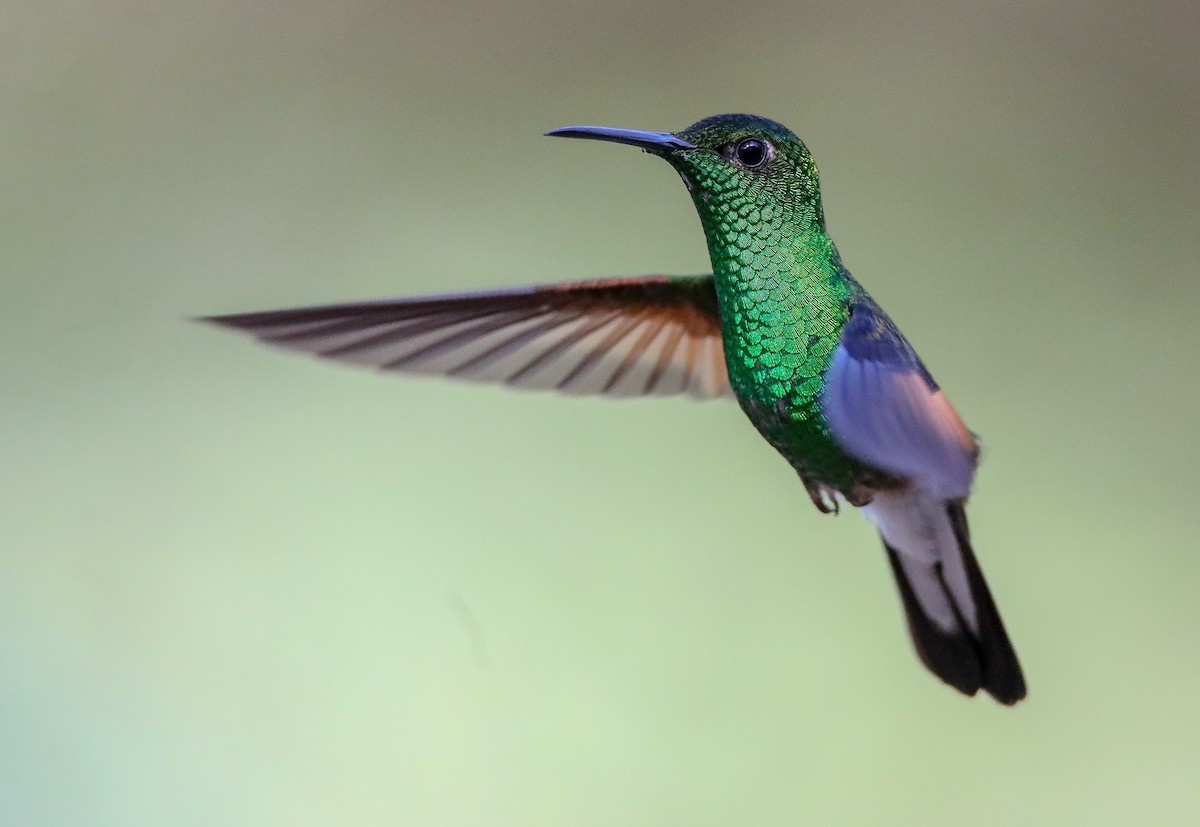 Stripe-tailed Hummingbird - ML622099147