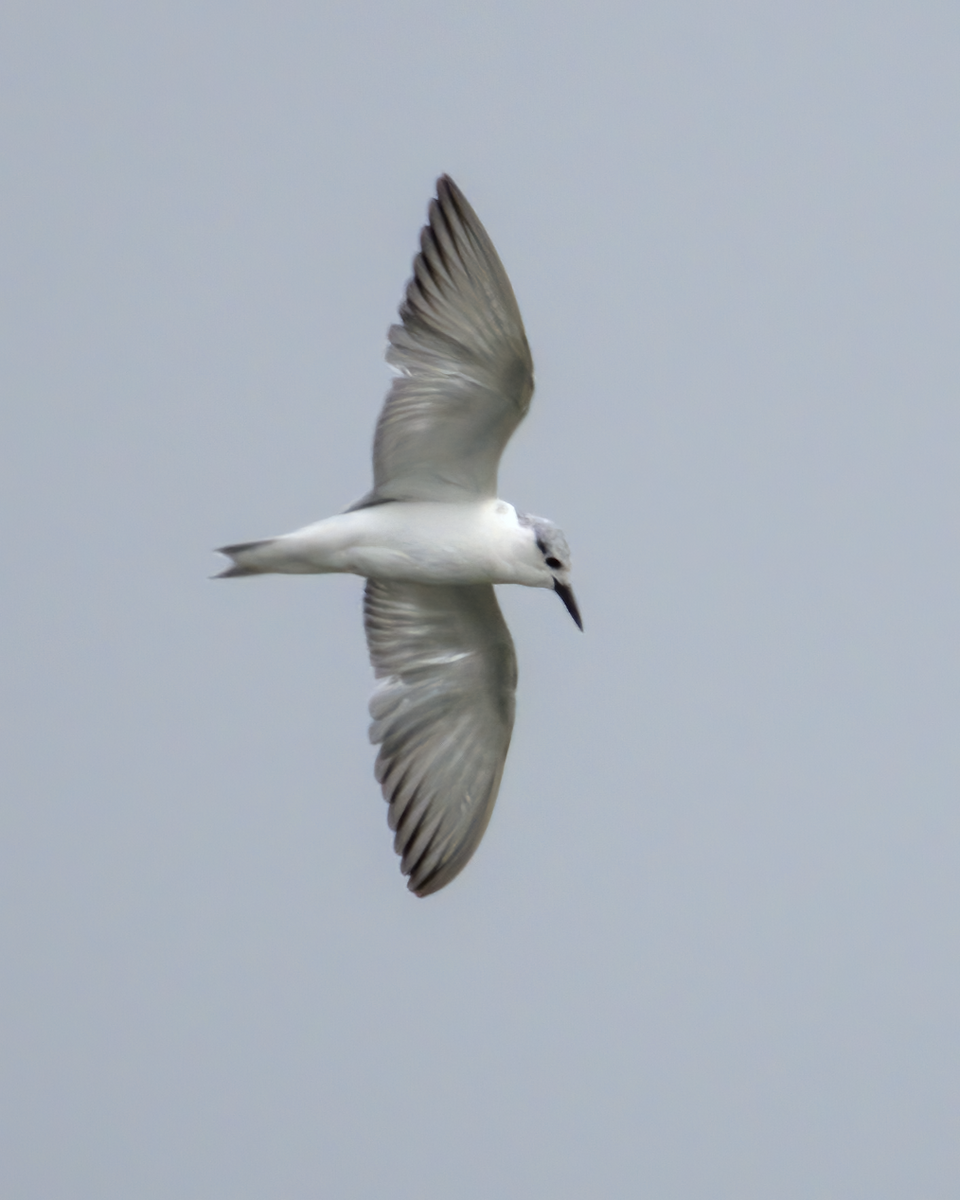 Whiskered Tern - ML622099149