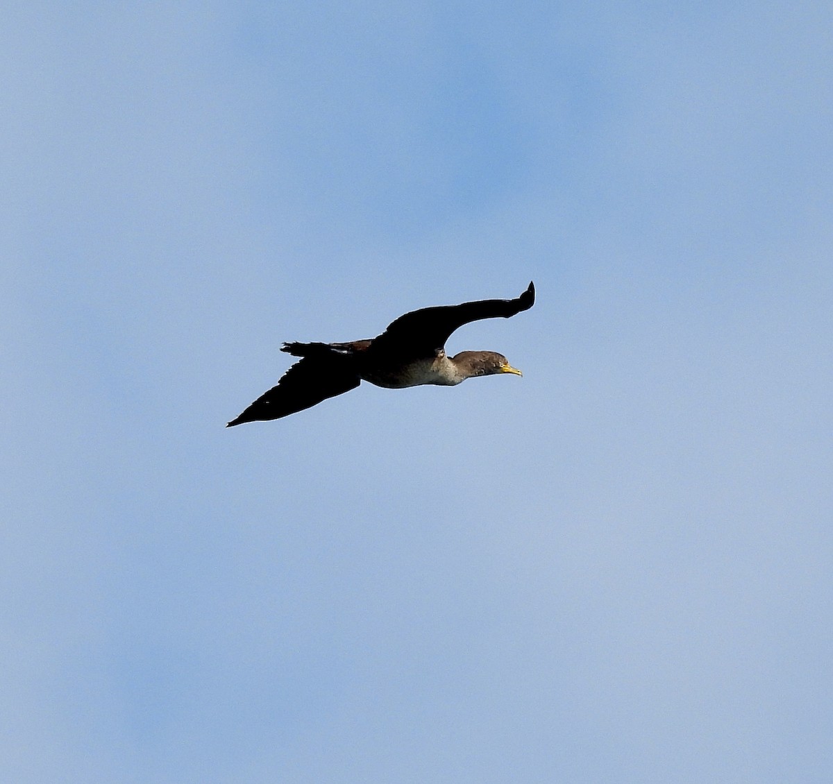 Double-crested Cormorant - ML622099150