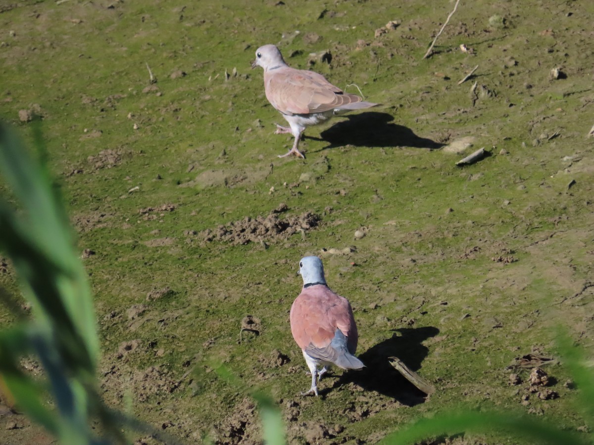 Red Collared-Dove - ML622099151