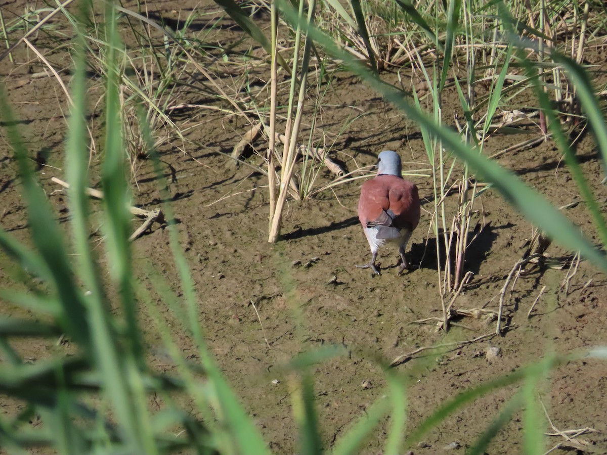 Red Collared-Dove - ML622099152