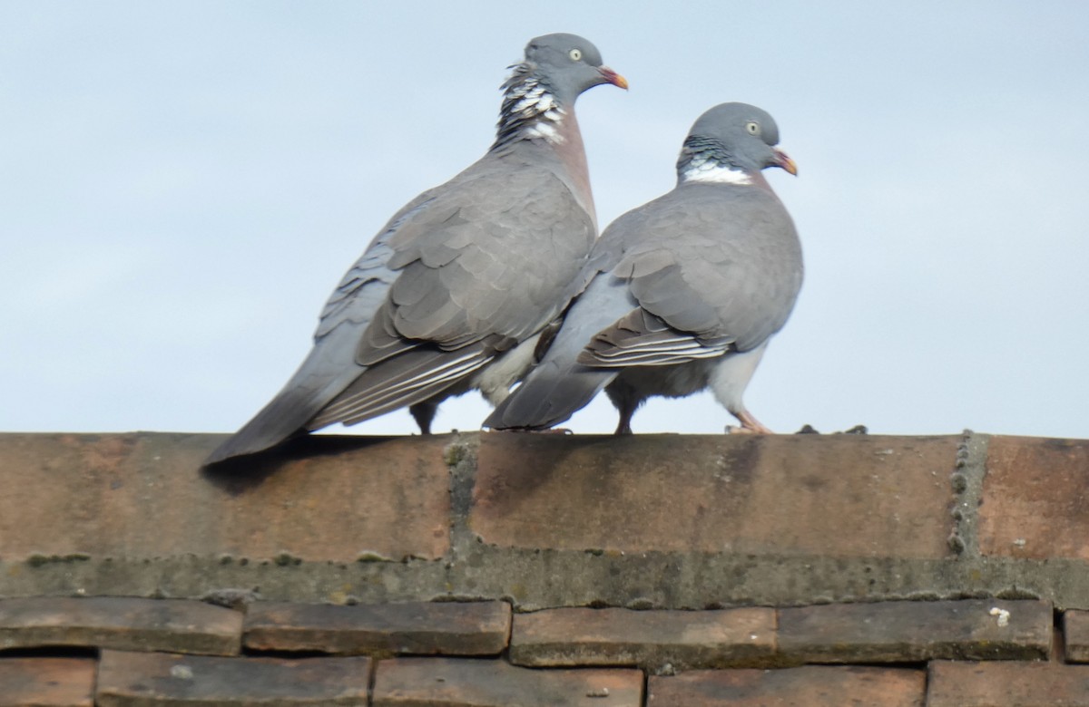 Common Wood-Pigeon - ML622099153