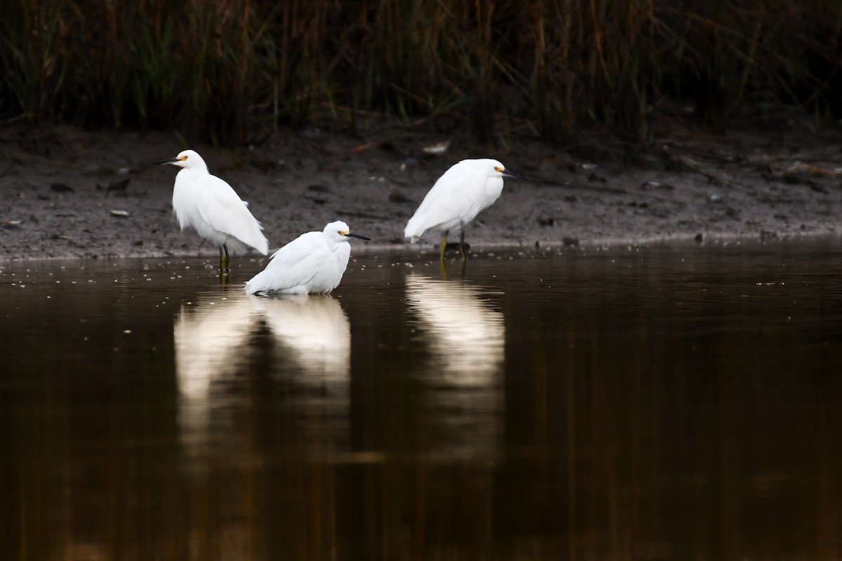 Snowy Egret - ML622099213