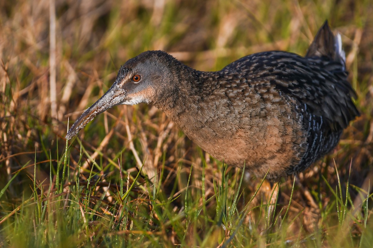 Clapper Rail - ML622099257