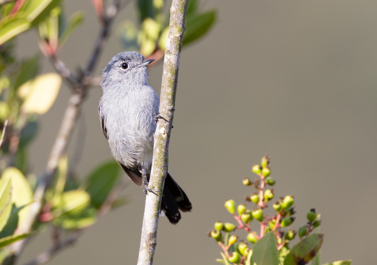 California Gnatcatcher - Gavin Aquila