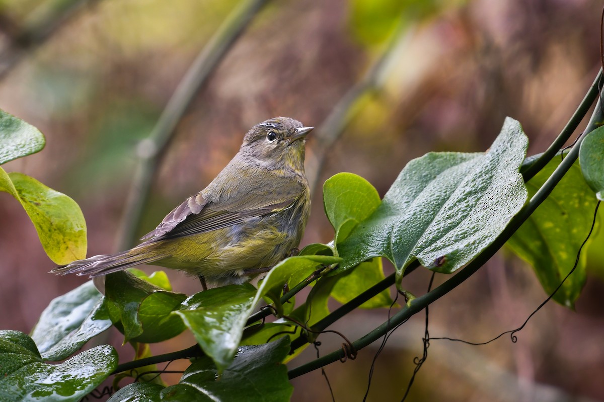 Orange-crowned Warbler - ML622099261