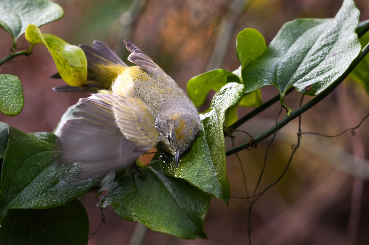 Orange-crowned Warbler - ML622099262