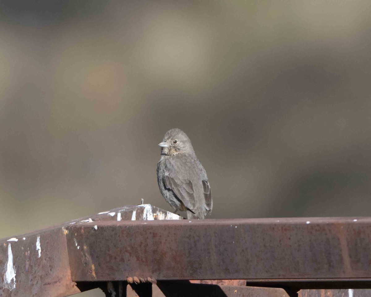 Canyon Towhee - ML622099264